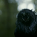 Juego de Tronos – 3×02: ‘Dark Wings, Dark Words’ Juego de Tronos – 3×02: ‘Dark Wings, Dark Words’